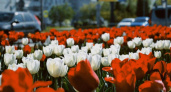 В Челнах высадили 150 тысяч тюльпанов