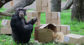 Шимпанзе Малик из Казанского зооботсада отметил свое 18-летие (видео)