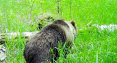 В лесах под Елабугой поселился медведь (видео)