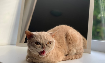 В Заинске задержан водитель за избиение кота в кабине грузовика